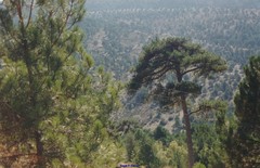 Pinus nigra salzmannii