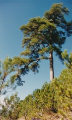 Pinus nigra salzmannii