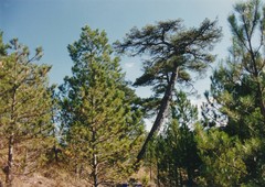 Pinus nigra salzmannii