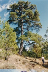 Pinus nigra salzmannii