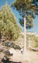 Pinus nigra salzmannii