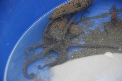 Octopodidae image