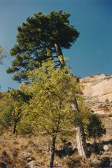 Pinus nigra salzmannii