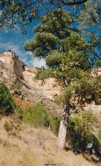 Pinus nigra salzmannii