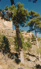 Pinus nigra salzmannii