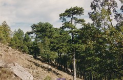 Pinus nigra salzmannii