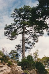 Pinus nigra salzmannii