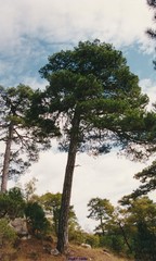 Pinus nigra salzmannii