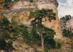 Pinus nigra salzmannii
