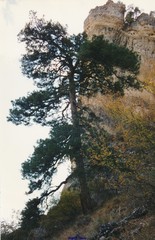 Pinus nigra salzmannii