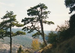 Pinus nigra salzmannii