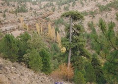 Pinus nigra salzmannii