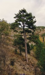 Pinus nigra salzmannii