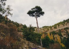 Pinus nigra salzmannii