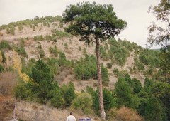 Pinus nigra salzmannii