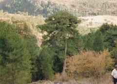 Pinus nigra salzmannii