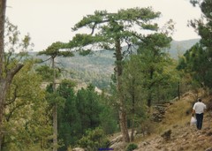 Pinus nigra salzmannii