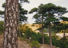 Pinus nigra salzmannii