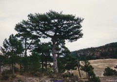 Pinus nigra salzmannii