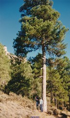 Pinus nigra salzmannii