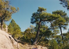 Pinus nigra salzmannii
