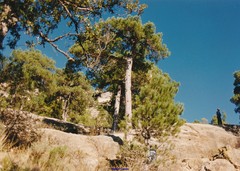Pinus nigra salzmannii