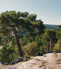 Pinus nigra salzmannii