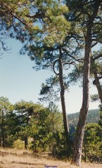 Pinus nigra salzmannii