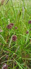 Allium