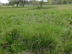 Sesleria