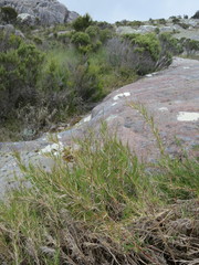 Panicum spergulifolium image