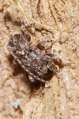 Somatidia antarctica