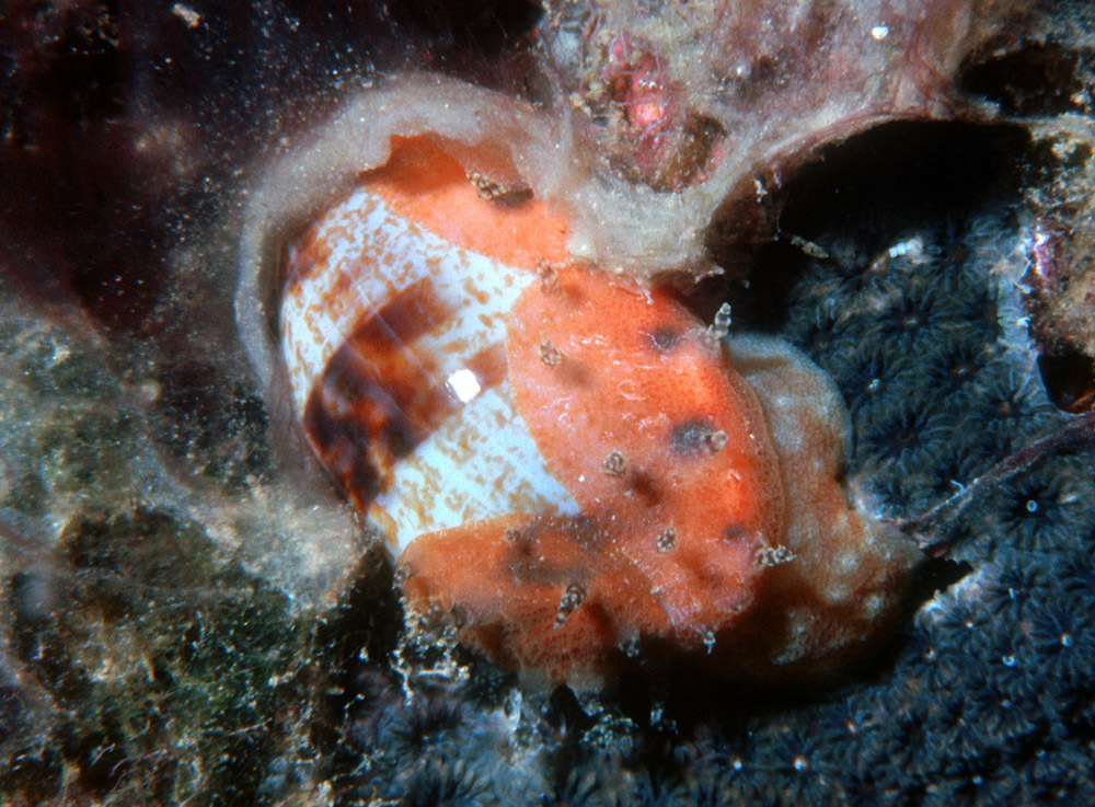 Talostolida
