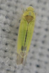 Lindbergina aurovittata