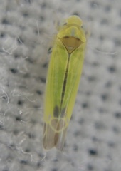 Lindbergina aurovittata