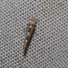 Phyllonorycter nipigon
