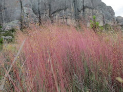 Panicum spergulifolium image