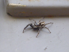 Menemerus bivittatus