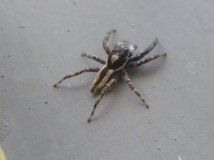 Menemerus bivittatus