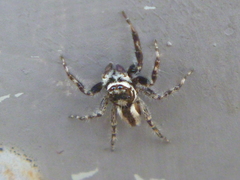 Menemerus bivittatus