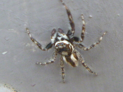 Menemerus bivittatus