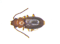 Charaphloeus