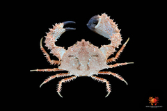 Dairoides kusei