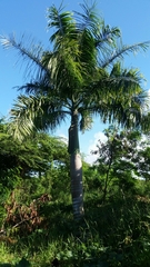 Roystonea borinquena