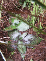Ledebouria ovatifolia