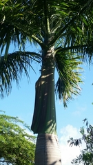 Roystonea borinquena