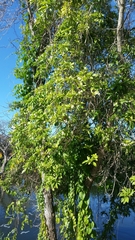 Catalpa longissima