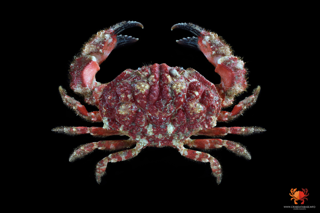 Euxanthinae