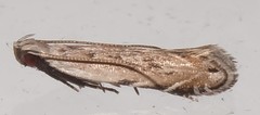 Battaristis nigratomella
