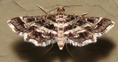 Diasemiopsis leodocusalis